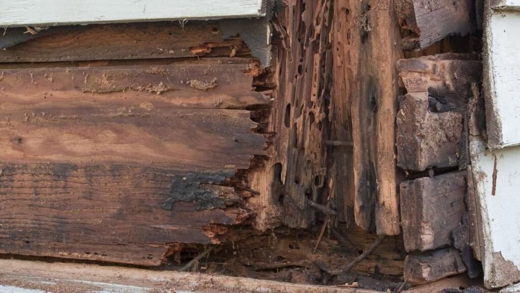 Kaki furniture kayu yang menempel ke lantai bisa menjadi jalur awal rayap jika area sekitarnya lembap dan jarang diperiksa.